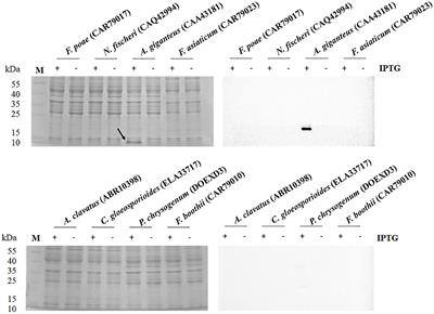 Characterization and expression of fungal defensin in Escherichia coli and its antifungal mechanism by RNA-seq analysis